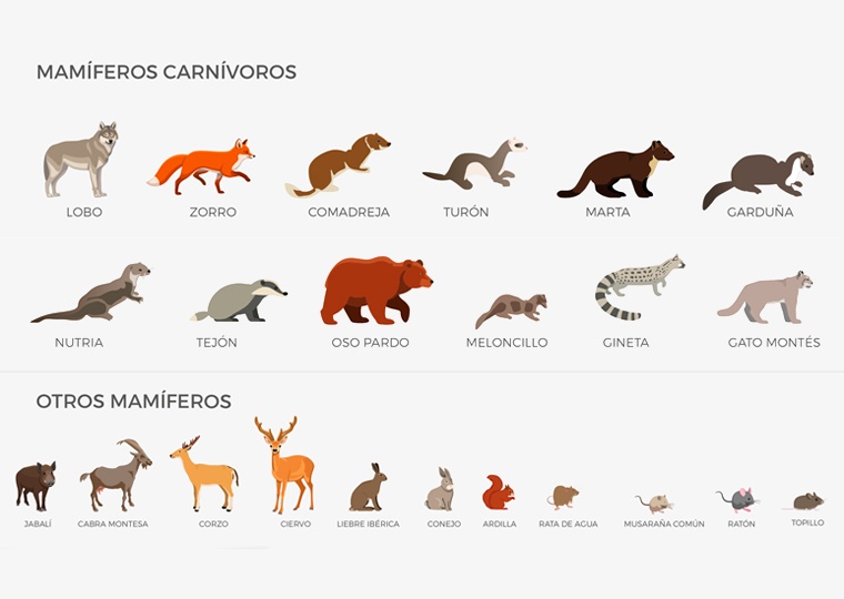 Infografía del fototrampeo de ACCIONA